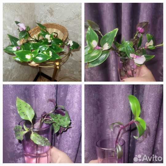 Традесканции