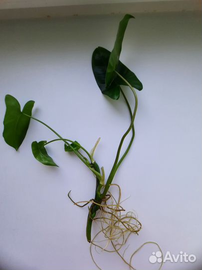 Филодендрон