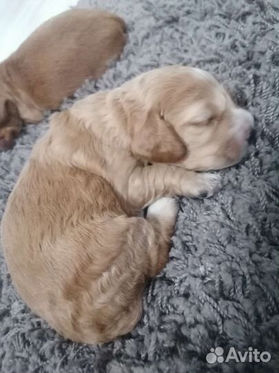 Щенки спаниель