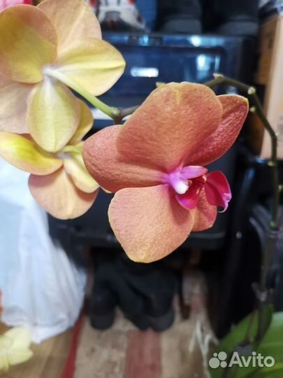 Орхидеи Фаленопсис