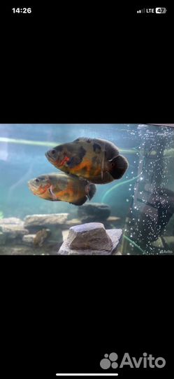 Аквариум 320