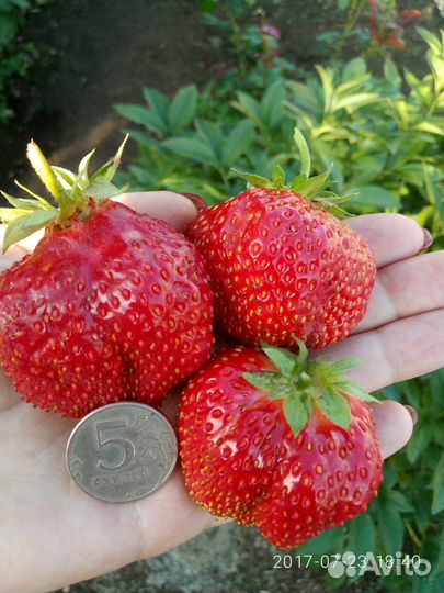 Клубника ремонтантная крупная