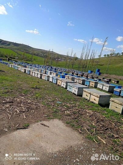 Пчелопакеты Карника
