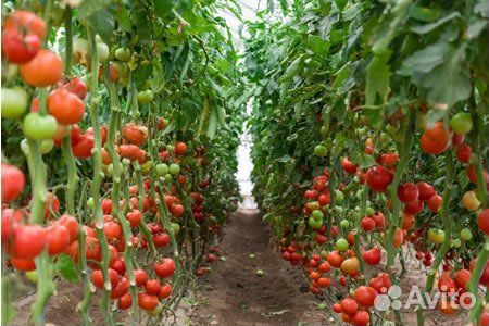 Сотрудники в Теплицу Еженедельные выплаты