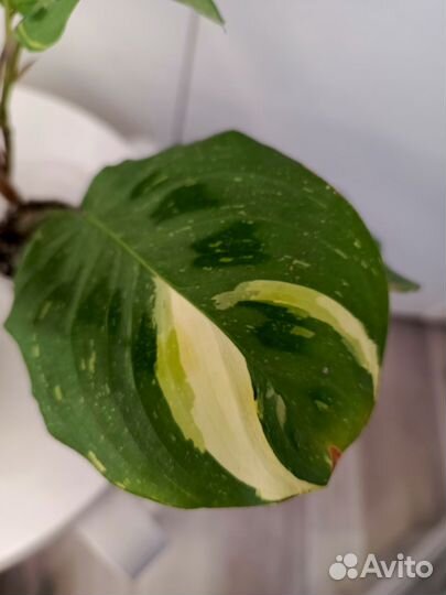 Маранта Лейконеура Бьюти Ким Вариегата