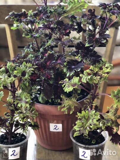 Колеусы сортовые