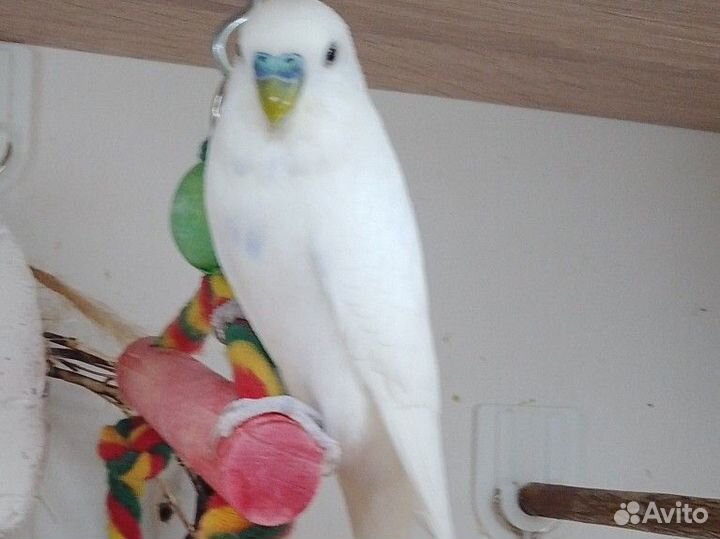 Птенцы волнистый попугай