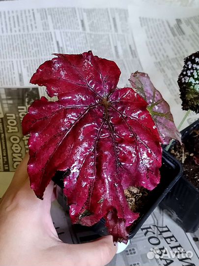 Бегония королевская (набор)