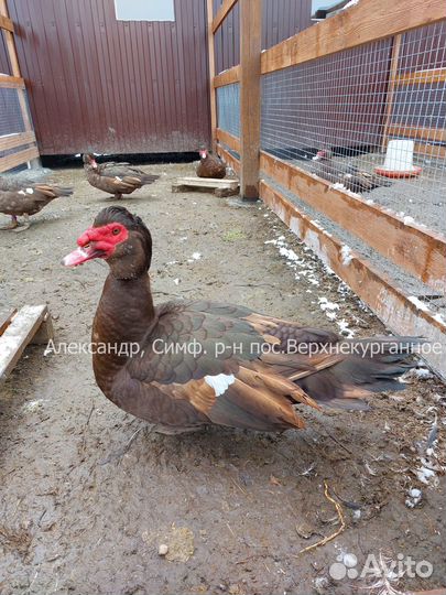 Утята Мускусных уток Тяжёлых линий 