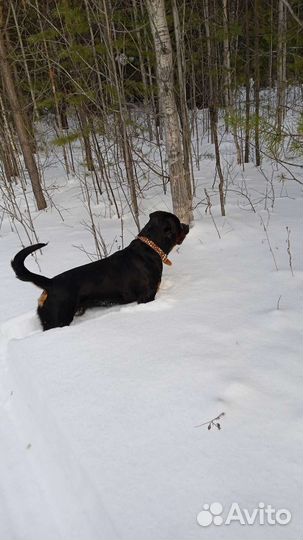 Ротвейлер вязка