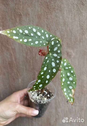 Бегония макулата