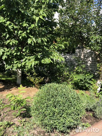 Ива тонколистная