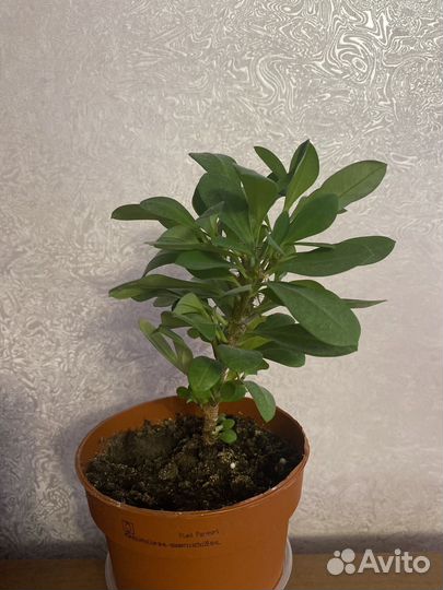 Антуриум Намора