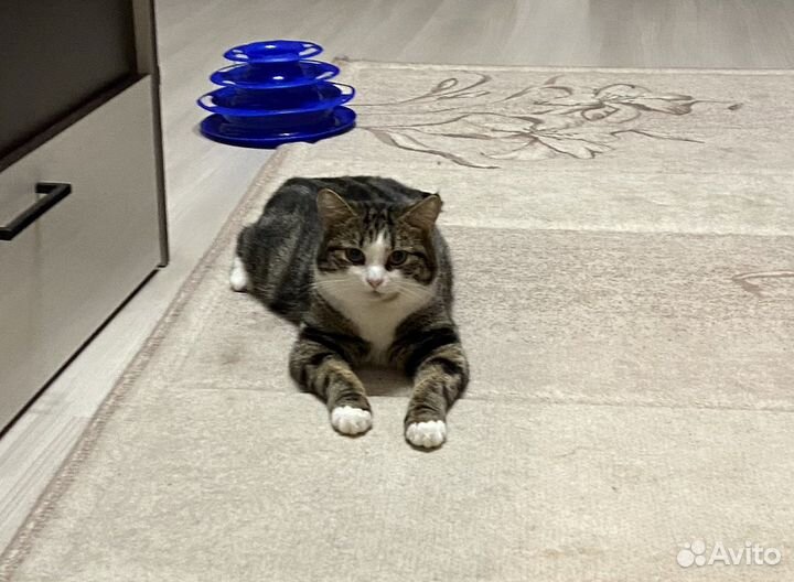 Котик Тимошка в добрые руки