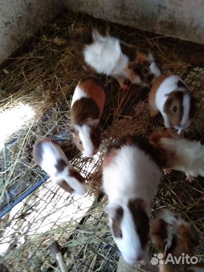 Морская свинка