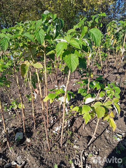 Сказка -малиновое дерево