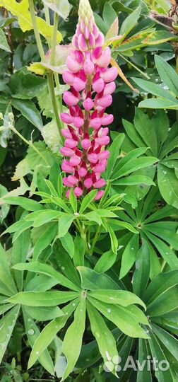 Многолетние цветы