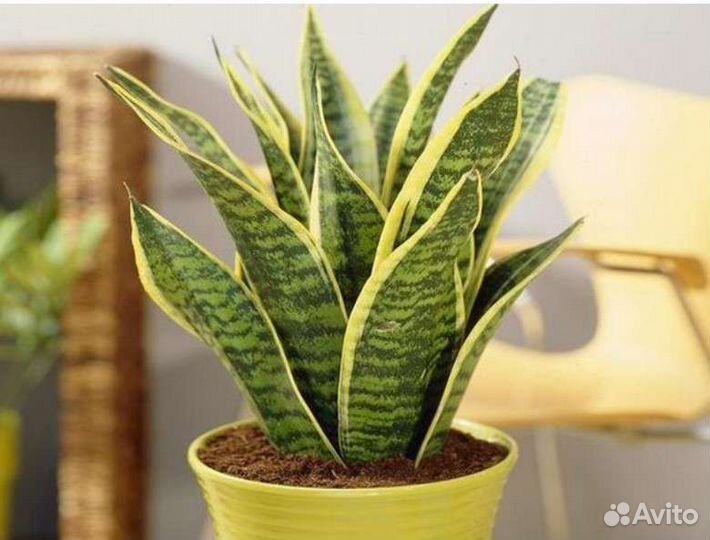 Детки Сансевиерии - щучий хвост