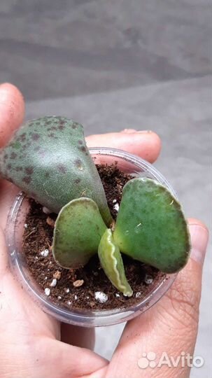 Суккуленты 2