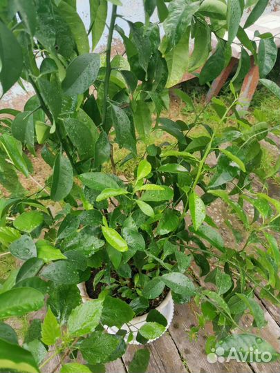 Мандарин комнатный, мандариновое дерево, гибискус