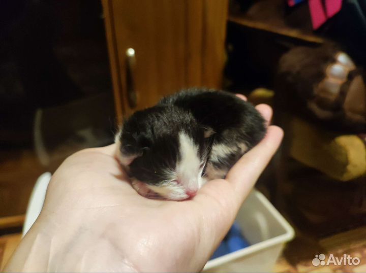 Котятки