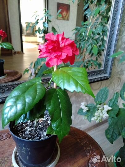 Гибискус, китайская роза