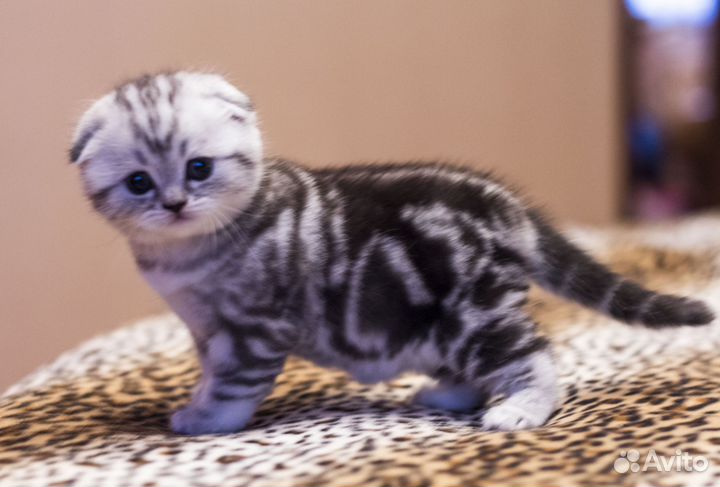 Котята шотландские вислоухие и страйты