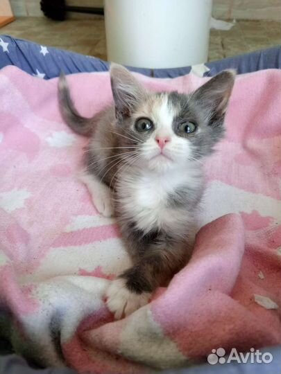 Котенок 2 мес