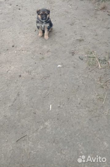 Щенки немецкой овчарки бесплатно