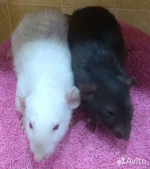 Малыши крысята Дамбо на подарки