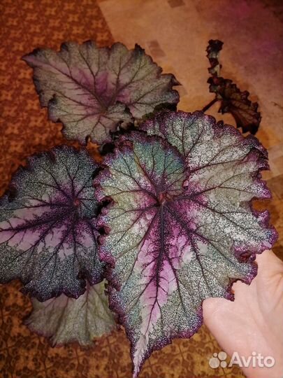 Бегония(лист).Комнатные растения цветы