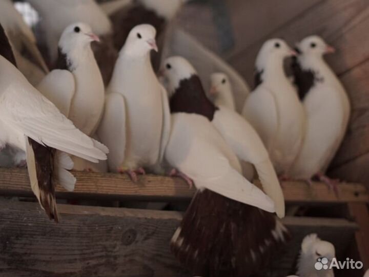 Бойные голуби Армянские