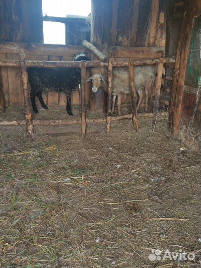 Баран, овцы, телка