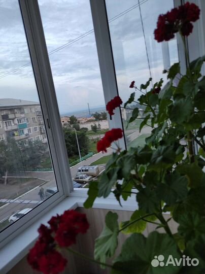 Герань пеларгония розебудная