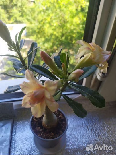 Адениум прививка