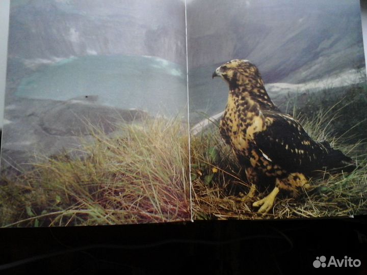 Книга: Уильям Х. Амос. Живой мир островов