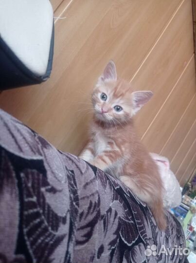 Рыжий котенок мальчик