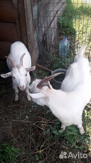 Козы, 2 козы и 1 козел, козочка доится