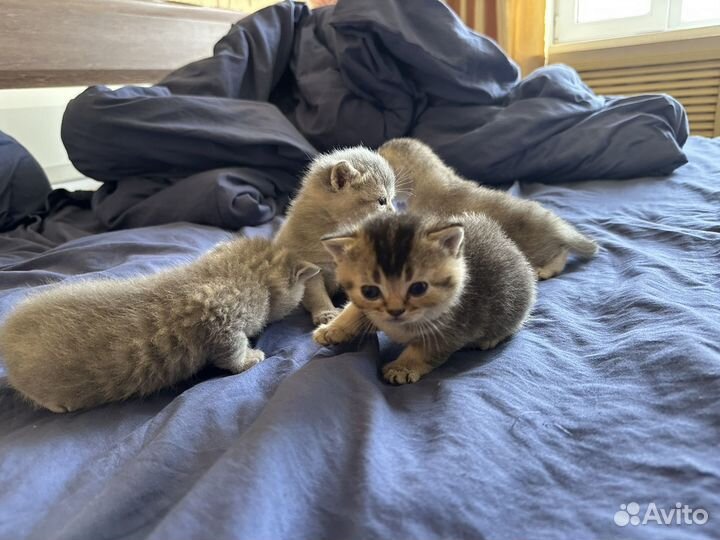 Шотланские котята
