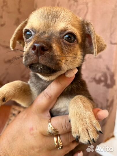 Щенки чихуахуа