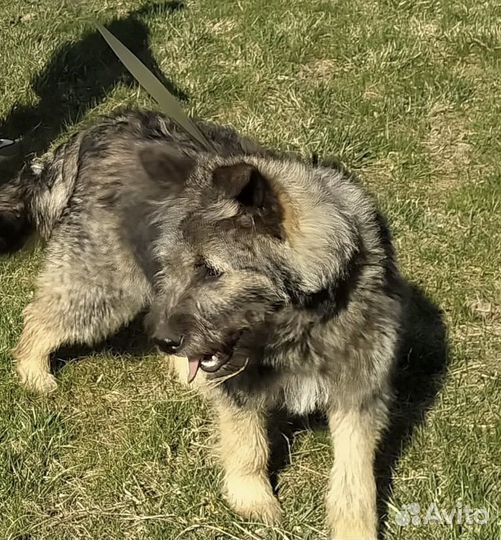 Собака смесь с немцем