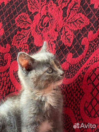 Котенок-девочка бесплатно