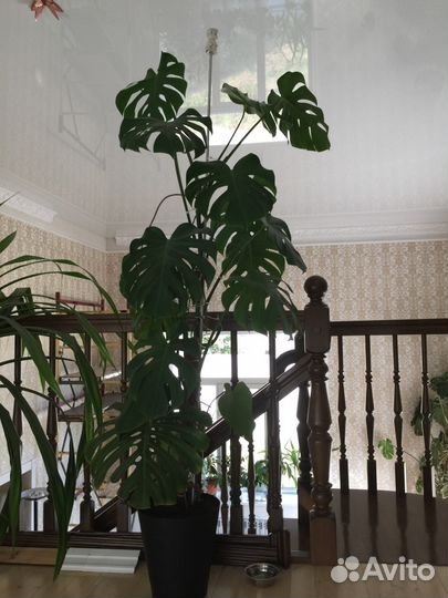 Монстера высотой 3,5 метра