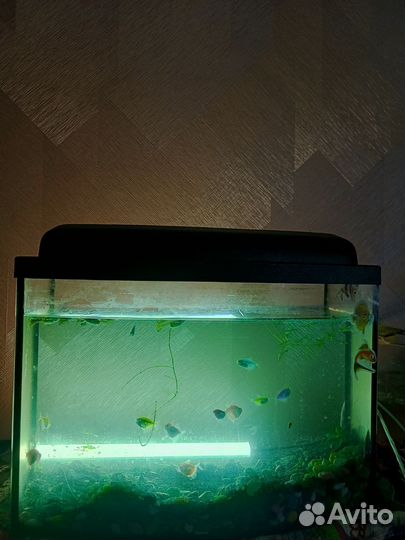 Аквариум
