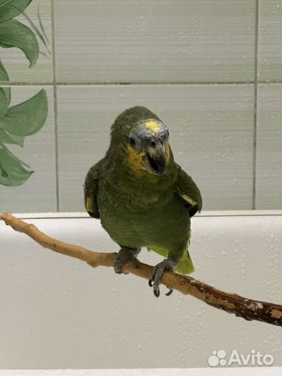 Венесуэльский Амазон