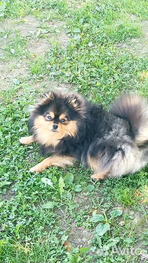 Щенки померанского шпица