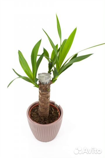 Юкка ствол 20 см в кашпо, цвет школадный