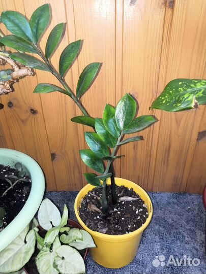 Продам цветы комнатные