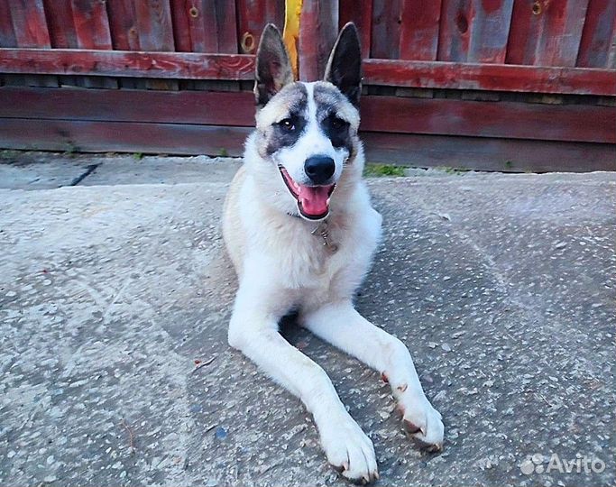 Собака в добрые руки