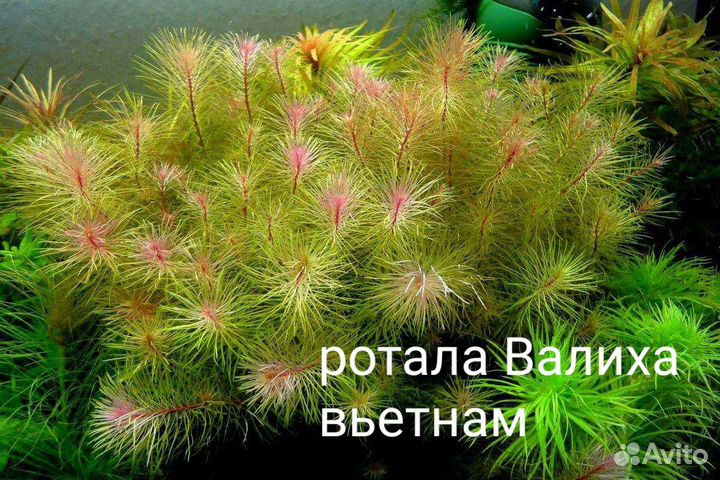 Аквариумные растения